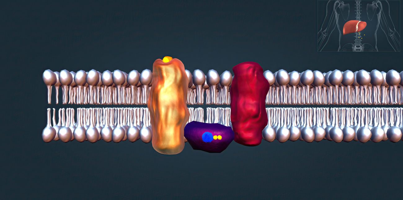 GLP-3 GIP GLP-1 glucagon triple agonist receptor mechanism