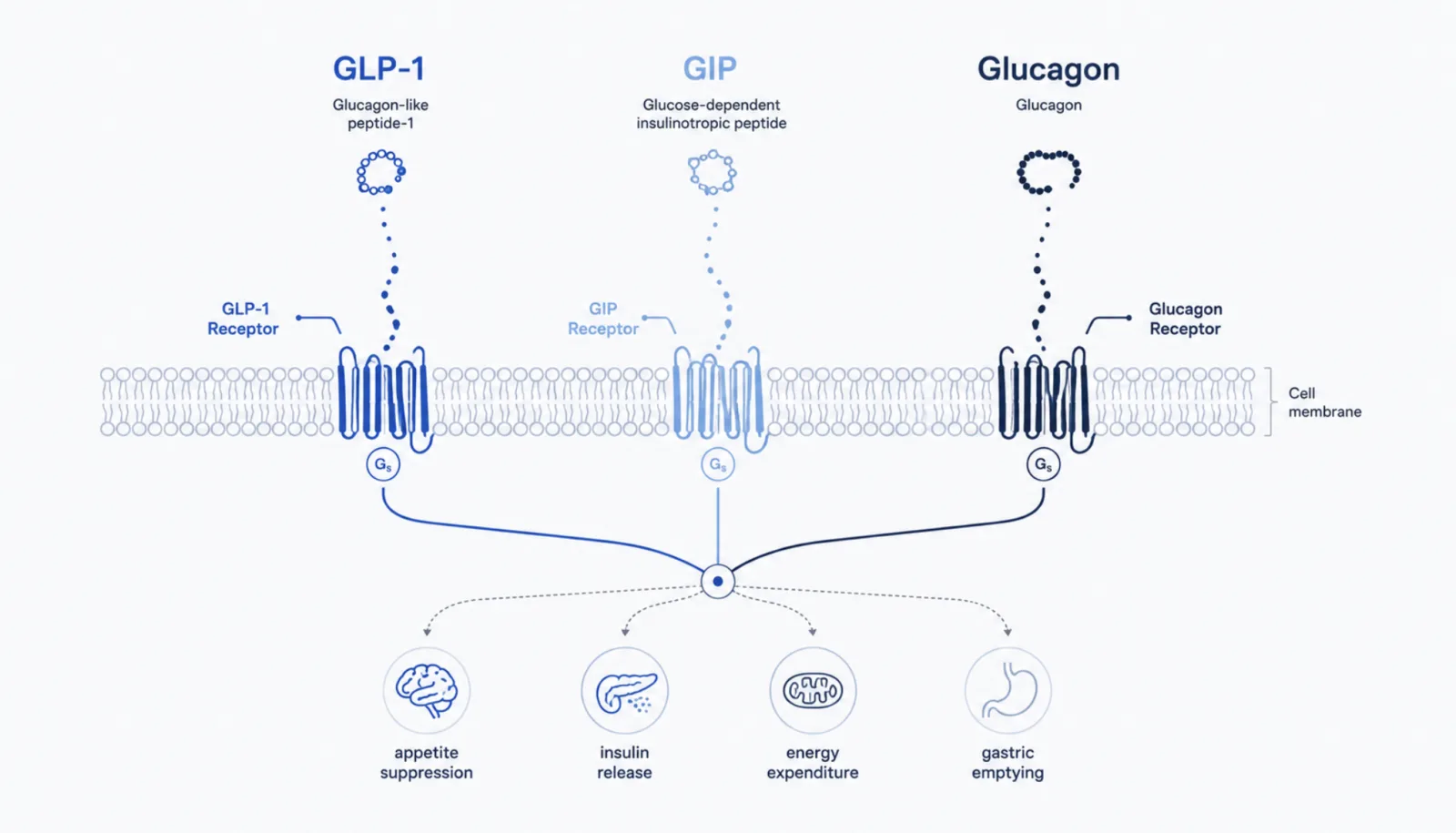 Diagram showing how GLP-1, GIP and Glucagon receptors bind to cell membrane and drive appetite suppression, insulin release, energy expenditure and gastric emptying