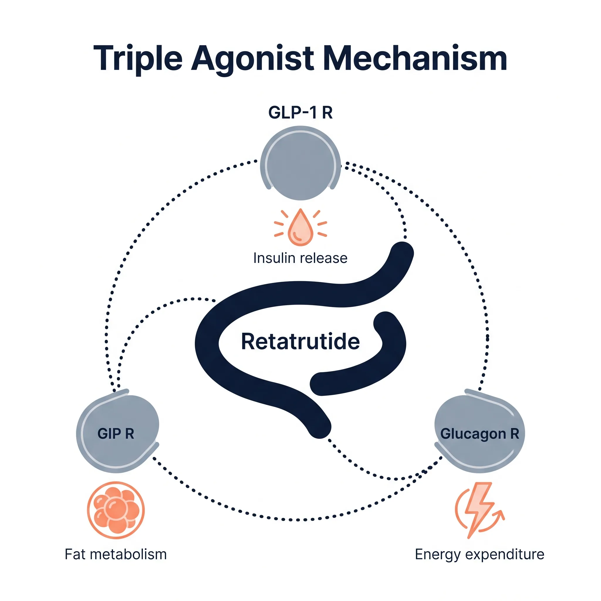Triple agonist mechanism diagram showing GLP-3 binding to GLP-1, GIP and Glucagon receptors with downstream metabolic effects
