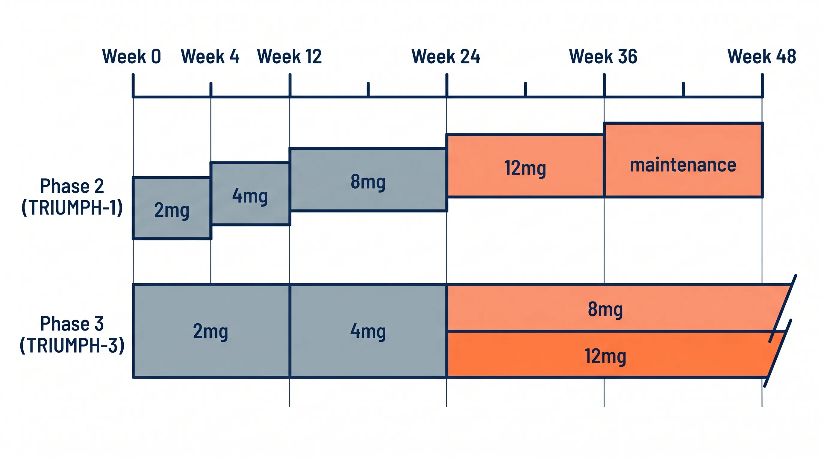 Clinical trial timeline schematic comparing Phase 2 and Phase 3 glp-3 dose arms across study weeks