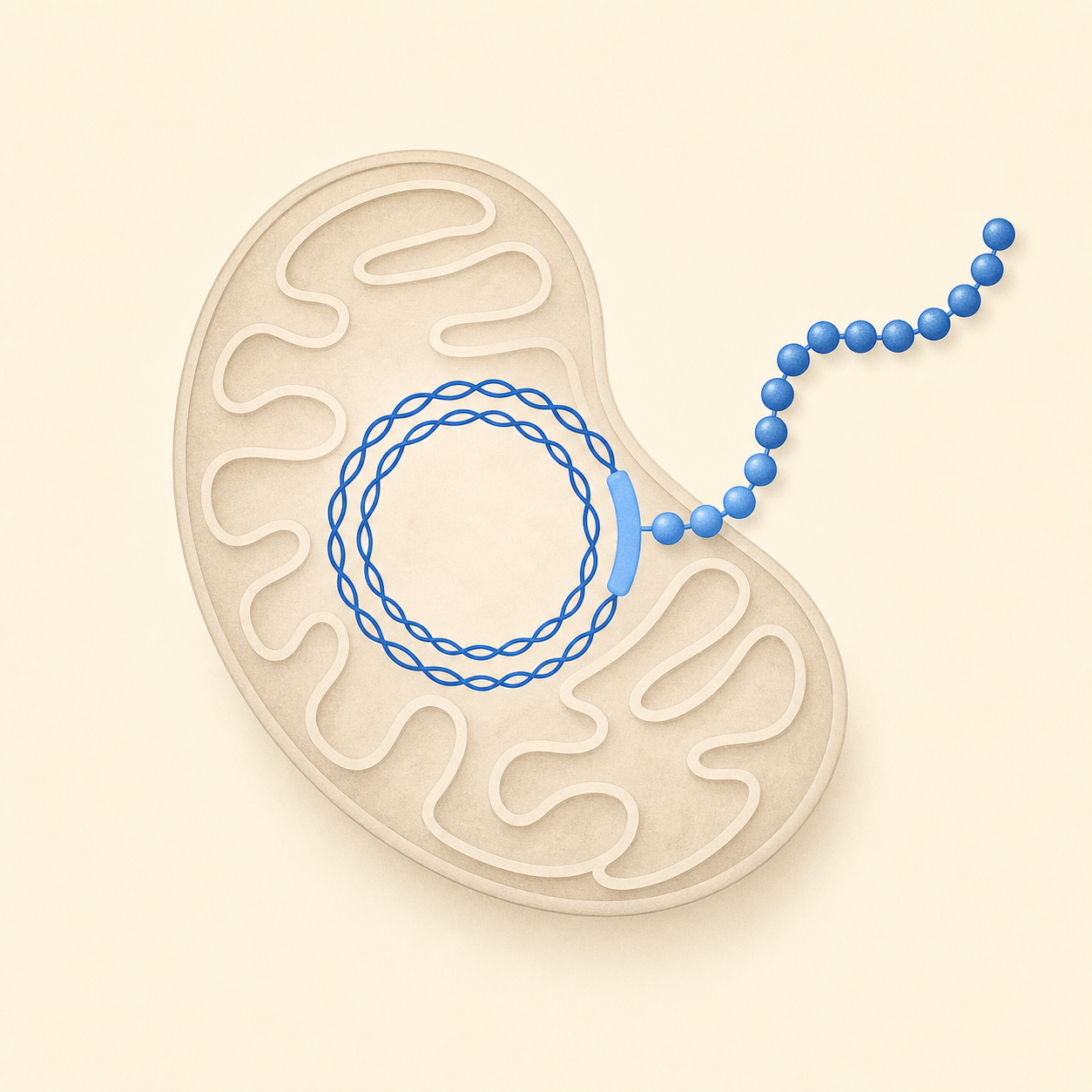 MOTS-c translation from mitochondrial DNA illustration