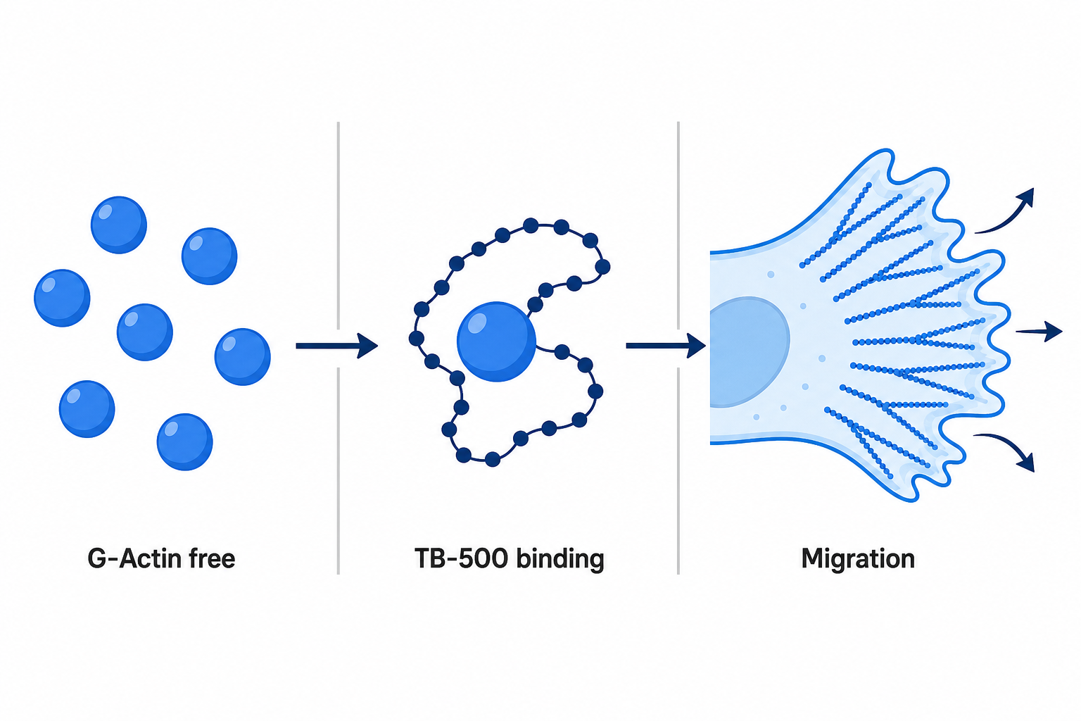 Flat vector actin filament and cell migration diagram for thymosin beta-4 fragment research