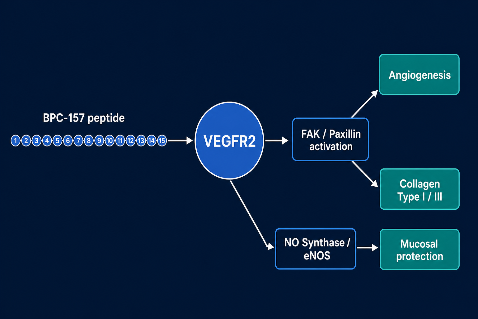 Flat-vector pathway diagram showing BPC-157 binding to VEGFR2 and activating FAK-paxillin cascade