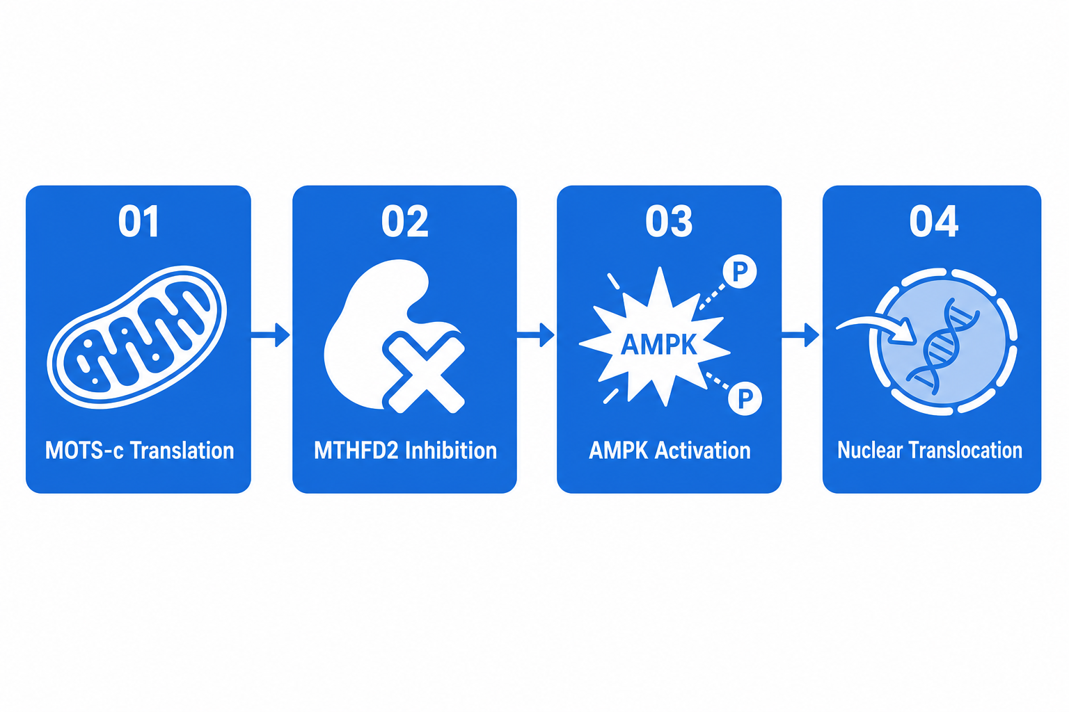 Four-step mechanism diagram: MOTS-c translation from mtDNA, MTHFD2 inhibition, AMPK activation via AICAR, and nuclear translocation under stress.