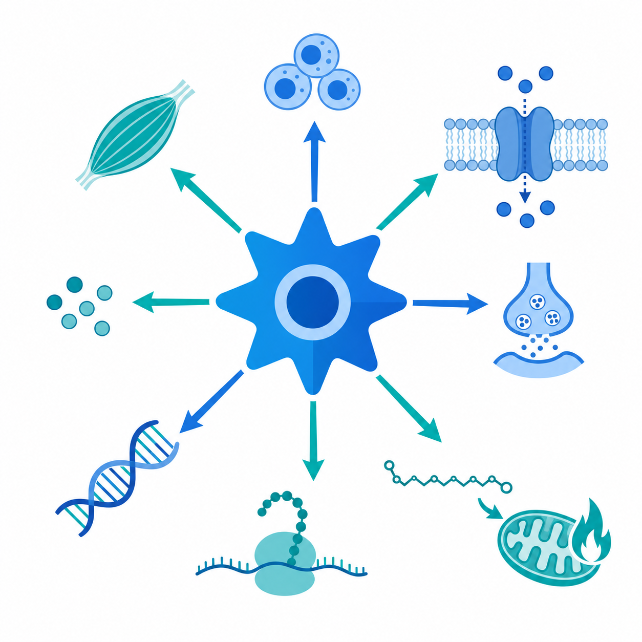 AMPK metabolic activation pathway illustration