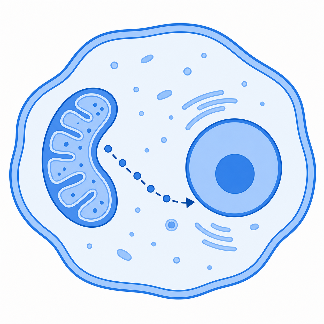 MOTS-c nuclear translocation under stress illustration