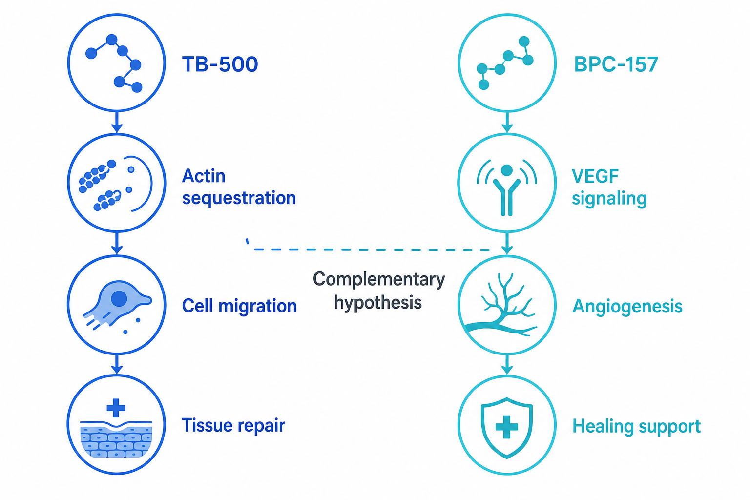 TB-500 vs BPC-157 complementary pathway comparison research diagram