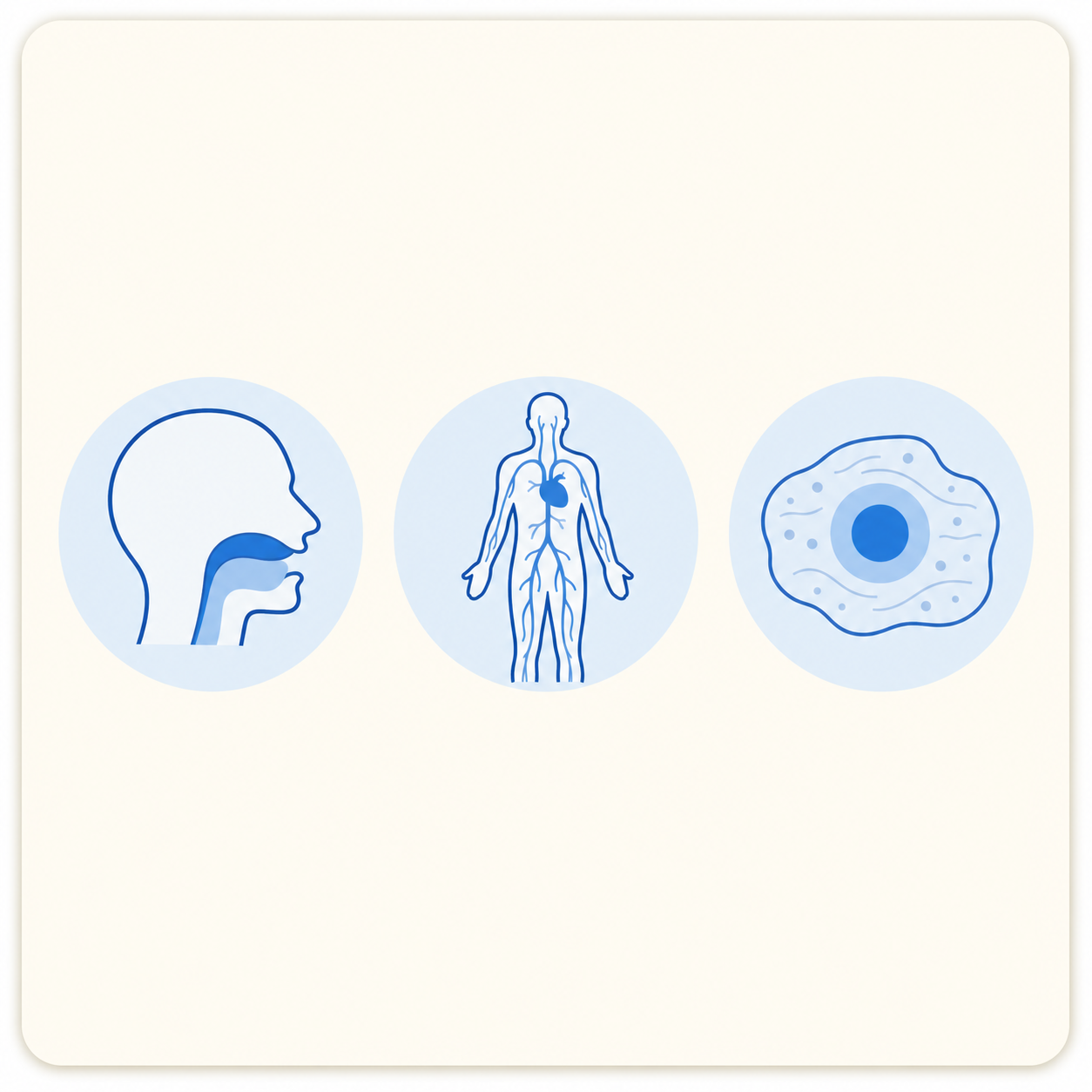 Oral systemic and local route comparison illustration