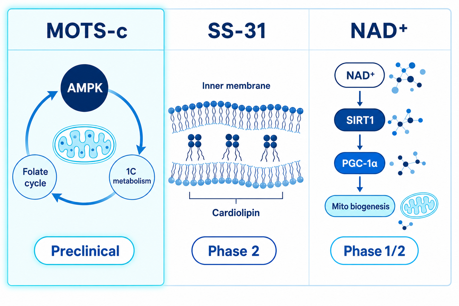 Three-column mechanism comparison: MOTS-c AMPK/folate pathway, SS-31 cardiolipin, NAD+ sirtuin activation.
