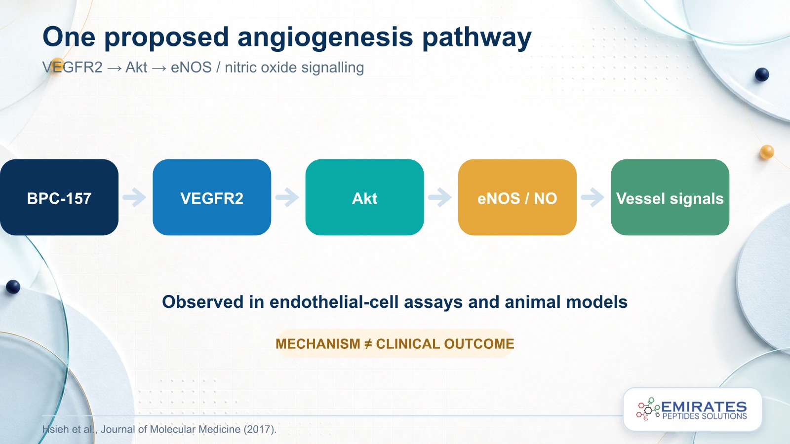 Experimental pathway diagram from BPC-157 through VEGFR2, Akt and eNOS nitric oxide signalling to vessel signals