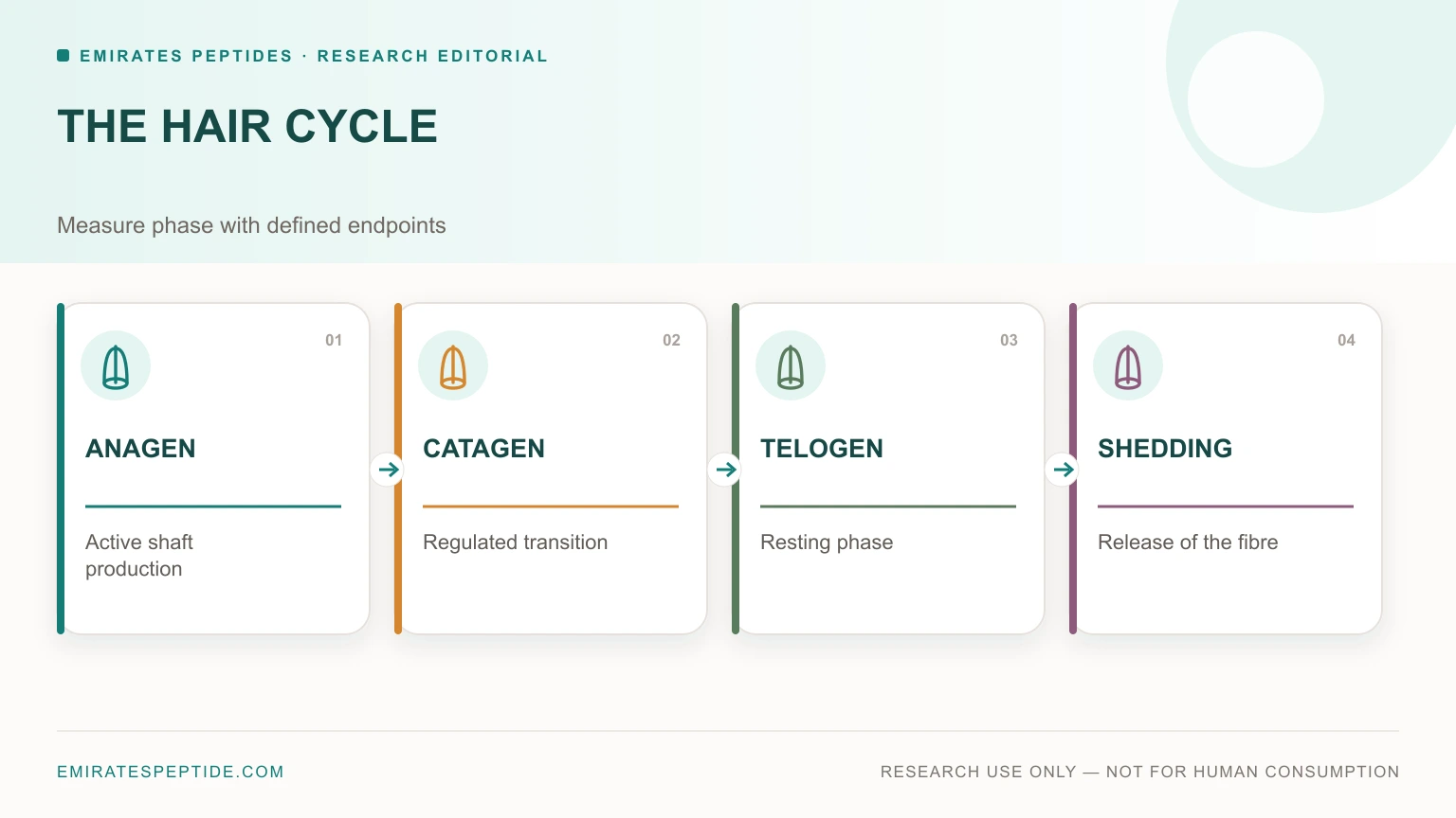 Anagen, catagen, telogen and shedding phases in hair-cycle research