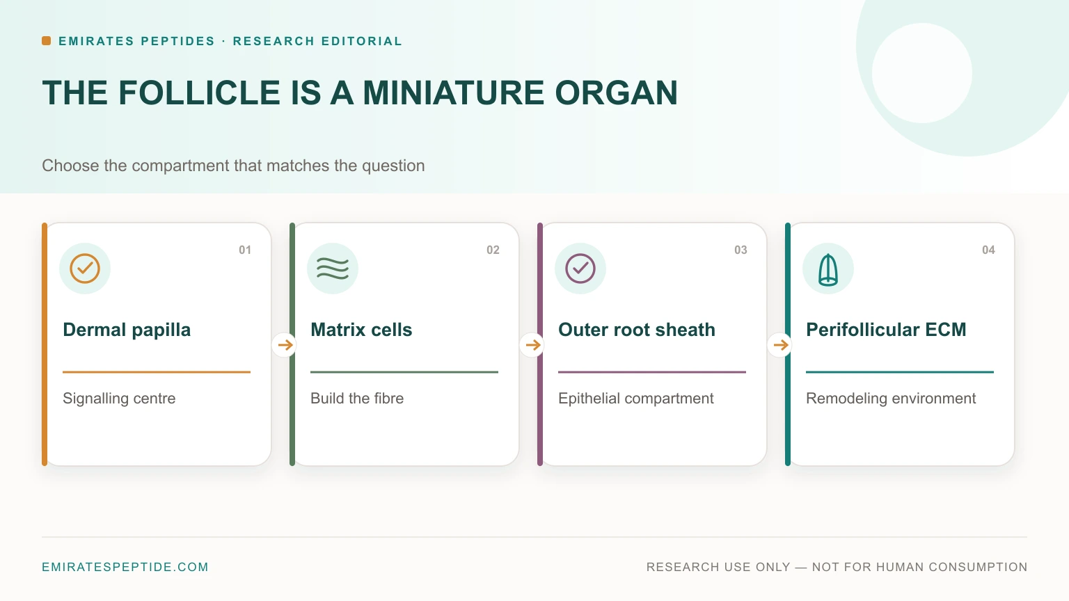 Hair-follicle compartments and their research roles