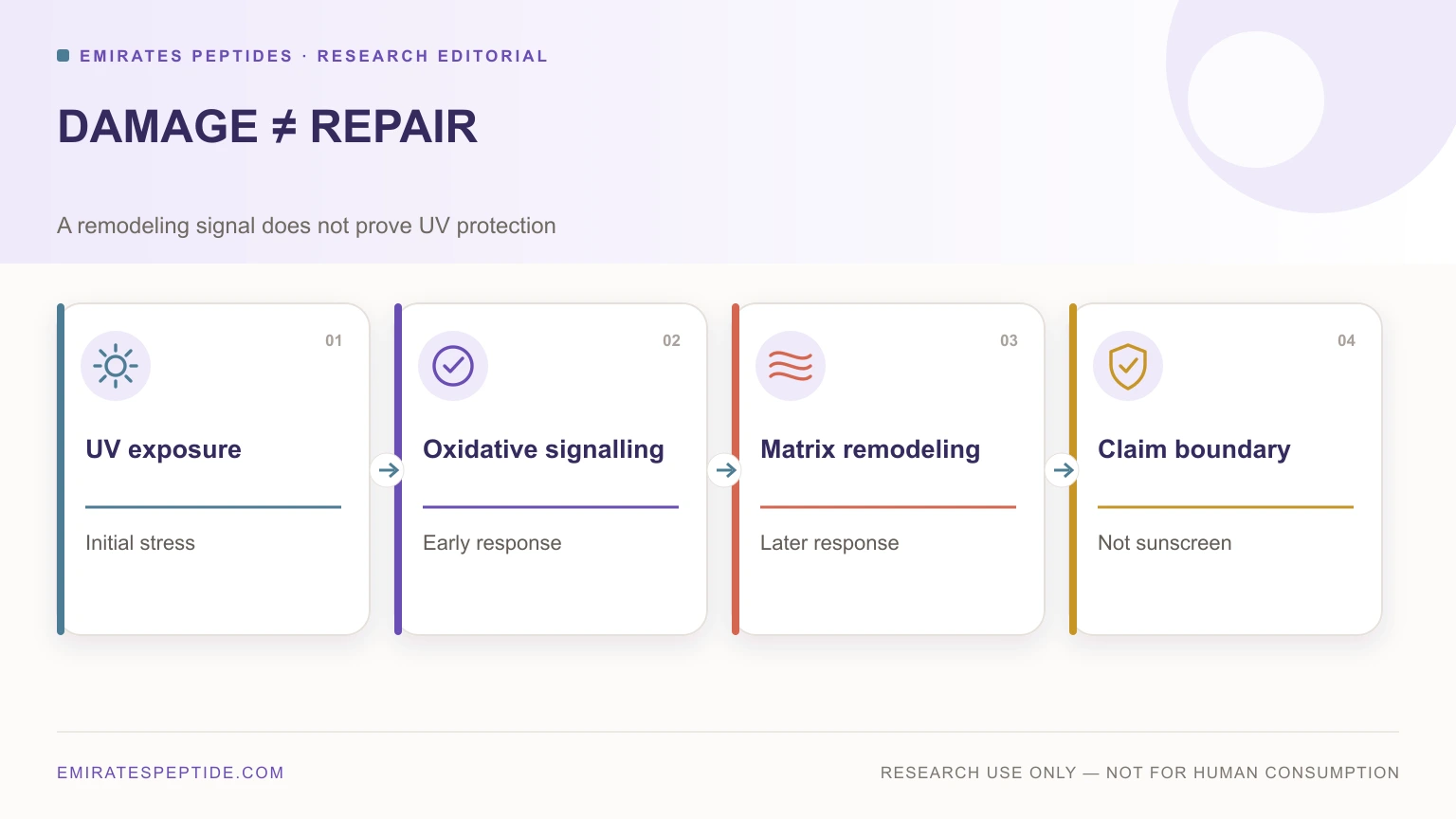 Difference between initial UV damage and later matrix remodeling