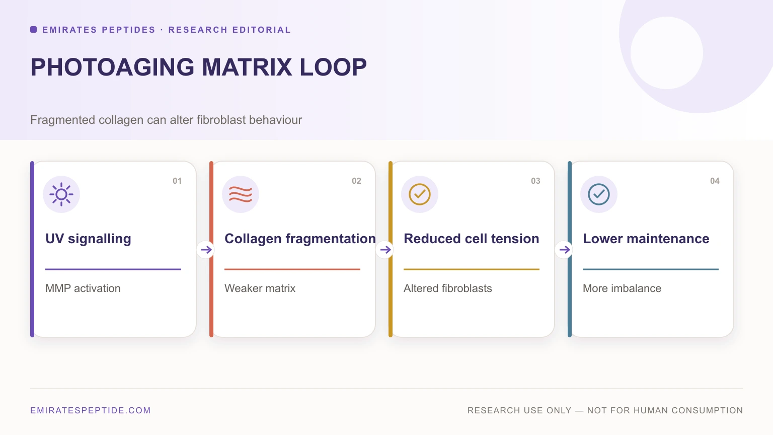 UV matrix loop from MMP activation to reduced matrix maintenance