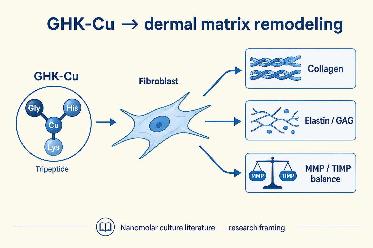 GHK-Cu to fibroblast to collagen and MMP-TIMP mechanism diagram