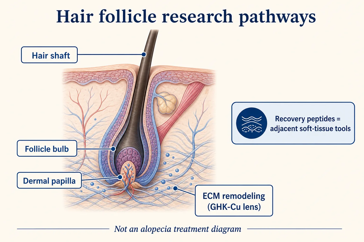 Follicle ECM remodeling and GHK-Cu pathway diagram