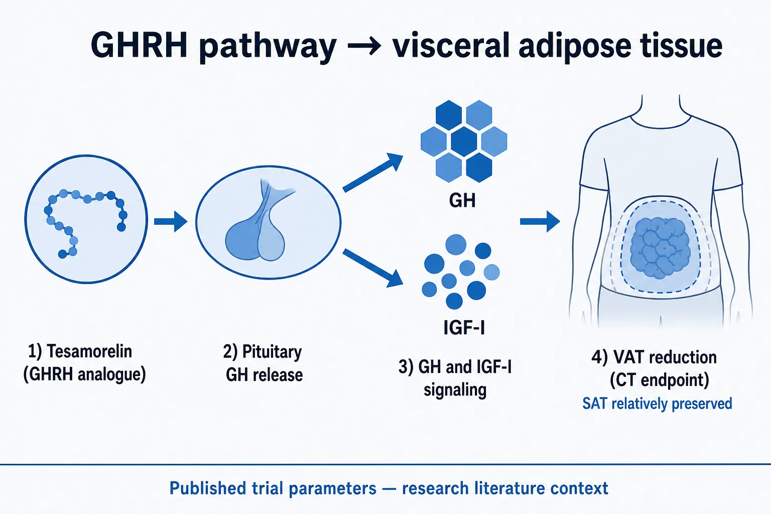 GHRH analogue to GH and IGF-I to VAT mechanism diagram