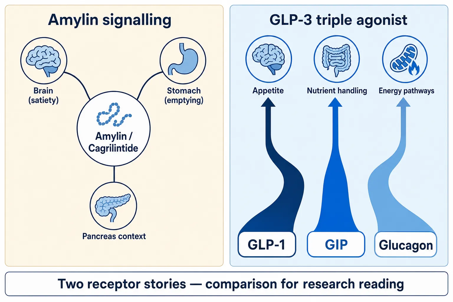 Amylin pathway versus triple-agonist pathway comparison diagram