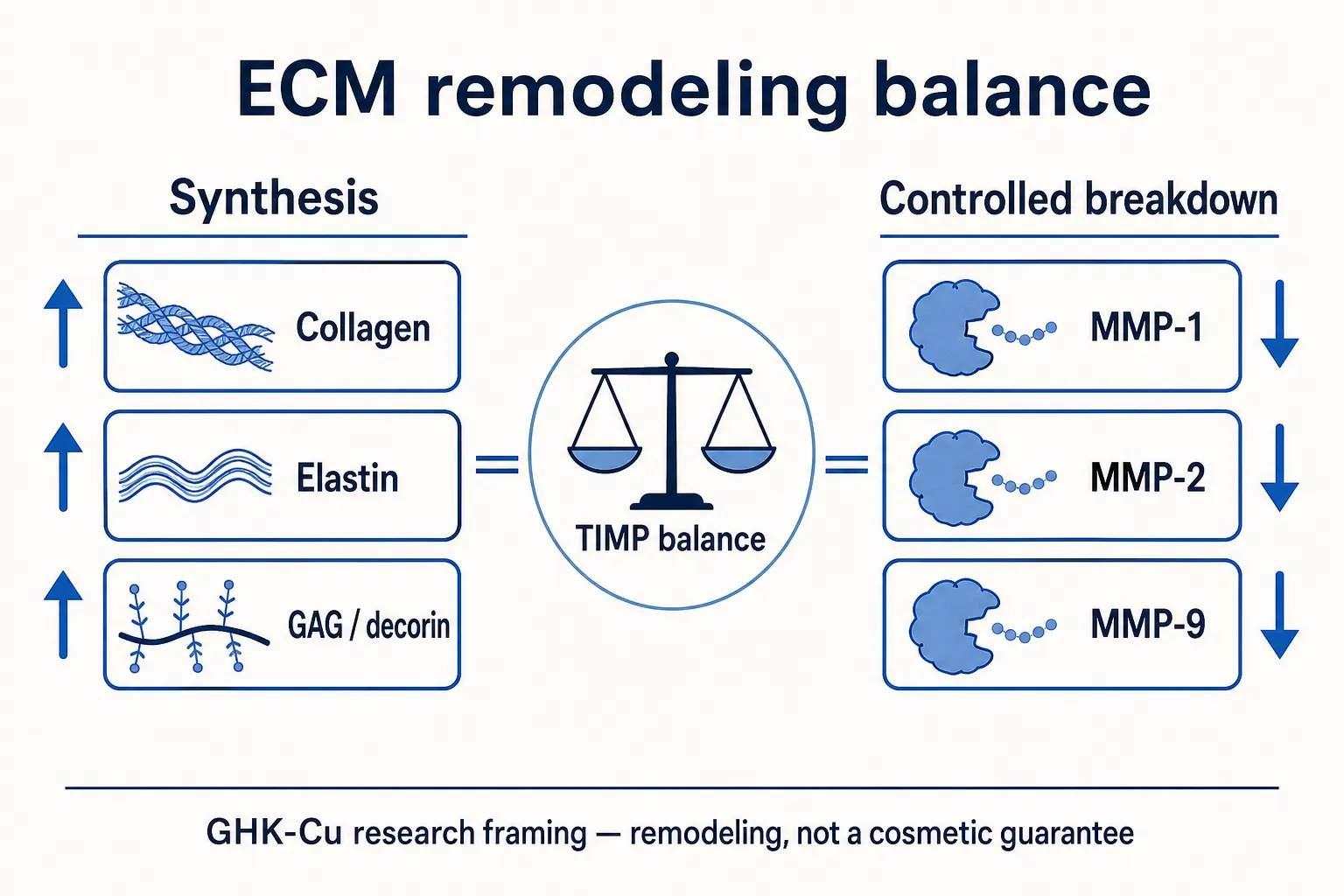 Extracellular matrix synthesis versus remodeling balance diagram