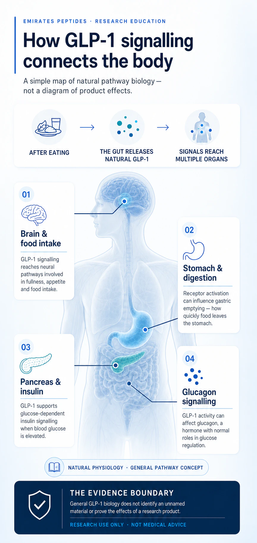 Diagram showing how natural GLP-1 signalling connects the gut with the brain, stomach, pancreas and glucagon regulation